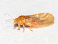 Chamaepsylla hartigi